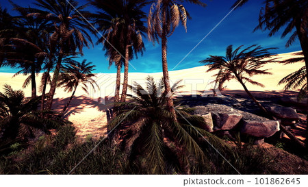 Date palm plantation at sunset Date palm plantation at sunset 101862645