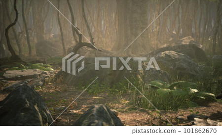 Roots of a tree in a misty forest Roots of a tree in a misty forest 101862670
