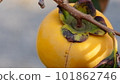 persimmon on a branch 101862746