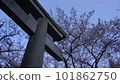 Stone torii and cherry blossoms at sunset 101862750