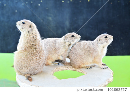 黑尾土撥鼠 可愛動物 松鼠動物 3只土撥鼠 黑尾土撥鼠 可愛動物 松鼠動物 3只土撥鼠 101862757