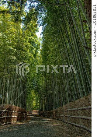 Bamboo grove in early summer 101862811