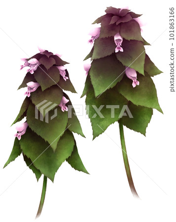 Princess Odoriko 101863166