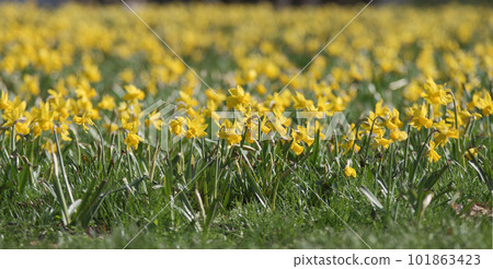 Yellow narcissus pseudonarcissus, also known as wild daffodil or Lent lily running backwards into infinity. Yellow narcissus pseudonarcissus, also known as wild daffodil or Lent lily running backwards into infinity. 101863423