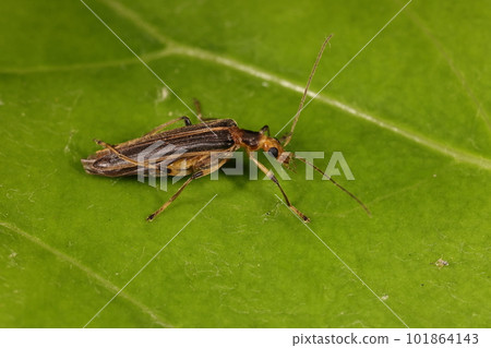 Creatures, Insects, Beetle 甲蟲，顏色略顯素色的甲蟲。時尚的腿部著色 101864143