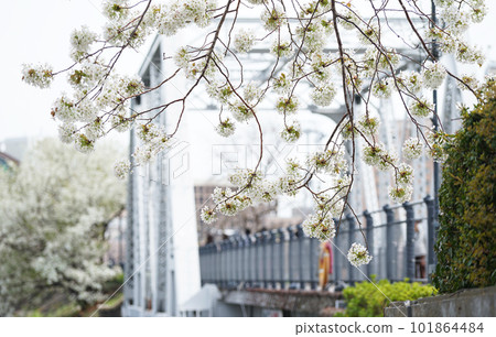 Cherry blossoms blooming along the iron bridge over the river in Yokohama Cherry blossoms blooming along the iron bridge over the river in Yokohama 101864484