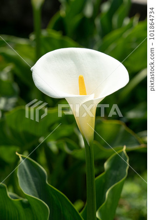 calla lily alocasia field nature white white calla lily カラーリリー 101864734