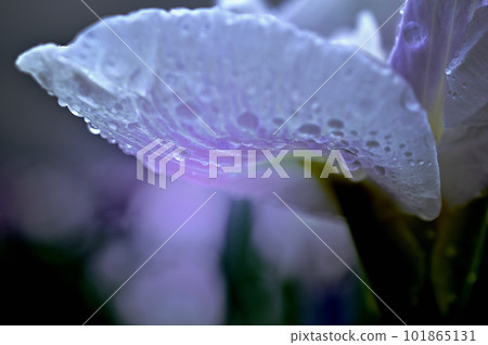 雨季的花 Kagurameko Hanashobuen,對比強烈的花 雨季的花 Kagurameko Hanashobuen,對比強烈的花 101865131