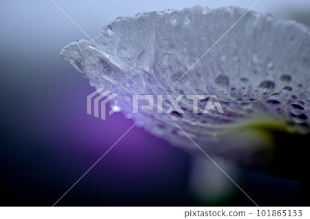 雨季的花 Kagurameko Hanashobuen，對比強烈的花 101865133