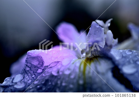 Flowers of the rainy season Kagurameko Hanashobuen, flowers with strong contrast 101865138