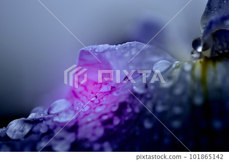 Flowers of the rainy season Kagurameko Hanashobuen, flowers with strong contrast 101865142