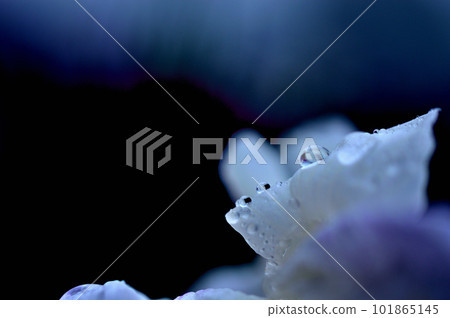 Flowers of the rainy season Kagurameko Hanashobuen, flowers with strong contrast Flowers of the rainy season Kagurameko Hanashobuen, flowers with strong contrast 101865145