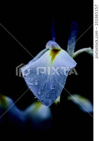 Flowers of the rainy season Kagurameko Hanashobuen, flowers with strong contrast 101865157