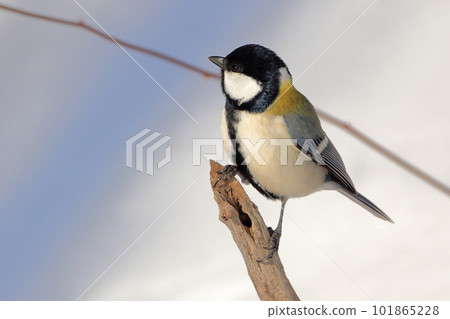 Tits fringing on branches Tits fringing on branches 101865228