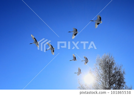 Hokkaido Tsurui Village Red-crowned Crane Formation Flight Hokkaido Tsurui Village Red-crowned Crane Formation Flight 101865538