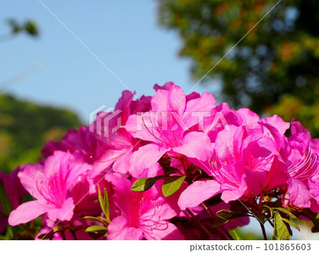 Sunlit red azaleas and spring sky (pink azaleas and blue sky) Sunlit red azaleas and spring sky (pink azaleas and blue sky) 101865603