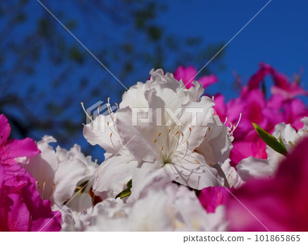 Close-up of white azaleas (red and white azaleas and blue sky) Close-up of white azaleas (red and white azaleas and blue sky) 101865865