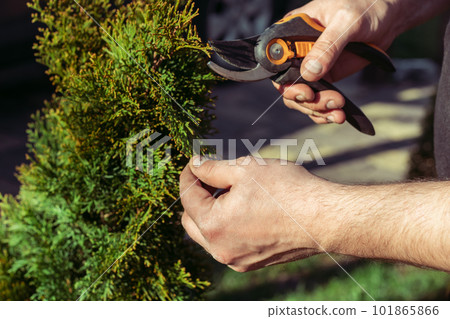 Hands of man who cuts thuja branches with a pruner, in garden in sunlight Hands of man who cuts thuja branches with a pruner, in garden in sunlight 101865866