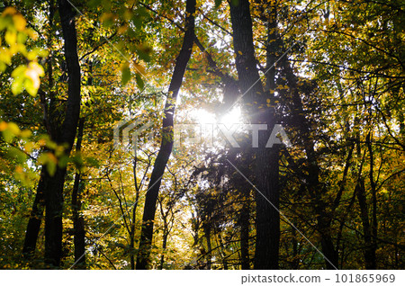 Beautiful autumn forest, sunny weather, yellow leaves on the trees Beautiful autumn forest, sunny weather, yellow leaves on the trees 101865969