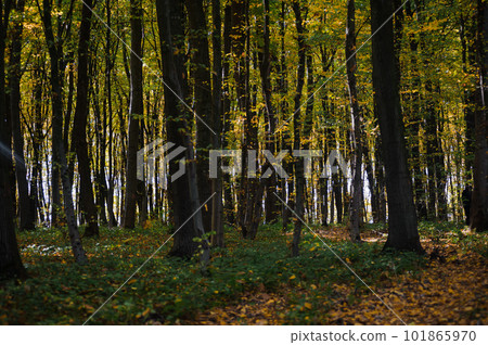 Beautiful autumn forest, sunny weather, yellow leaves on the trees Beautiful autumn forest, sunny weather, yellow leaves on the trees 101865970
