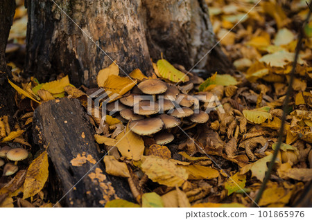 Collybia mushroom in the autumn forest. Beige mushrooms grow in the autumn forest Collybia mushroom in the autumn forest. Beige mushrooms grow in the autumn forest 101865976