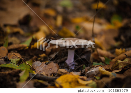 Gray row mushroom in the autumn forest 101865979