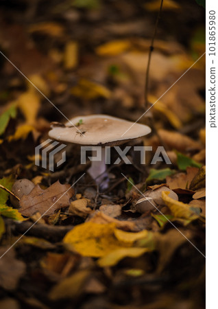 Gray row mushroom in the autumn forest 101865980