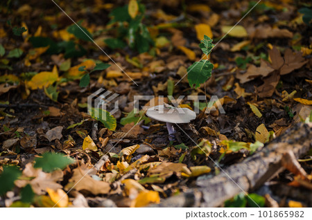Gray row mushroom in the autumn forest 101865982