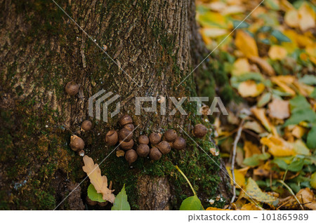 Puffball mushroom grows on a tree in the autumn forest 101865989
