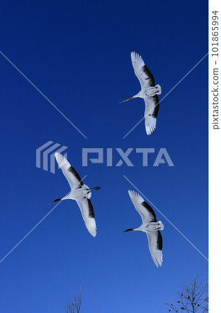 北海道鶴居村丹頂鶴編隊飛行 101865994