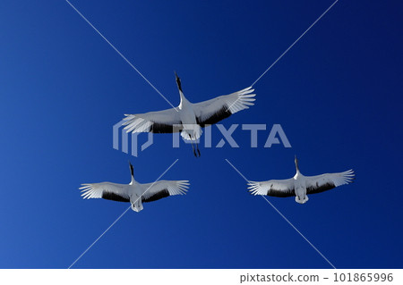 Hokkaido Tsurui Village Red-crowned Crane Formation Flight Hokkaido Tsurui Village Red-crowned Crane Formation Flight 101865996