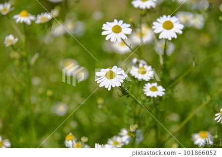 German Chamomile 101866052