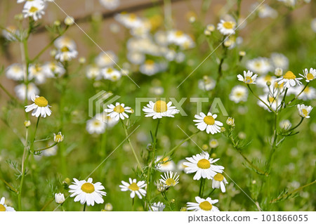 German Chamomile German Chamomile 101866055