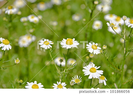 German Chamomile German Chamomile 101866056