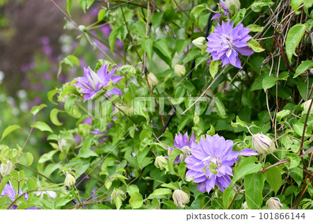 威靈仙 威靈仙 101866144