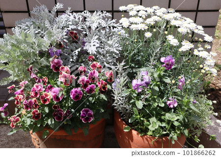 Flower group planting around the entrance Flower group planting around the entrance 101866262