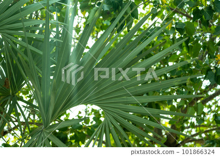 Many bright green tropical leaves as background. Palm leaf crop. Leaf of palm tree isolated on white background. background for product placement. natural bio, eco-friendly product Many bright green tropical leaves as background. Palm leaf crop. Leaf of palm tree isolated on white background. background for product placement. natural bio, eco-friendly product 101866324