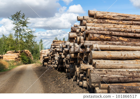 Big pile of wooden timber pine logs stacked near dirt road countryside against blue sky and forest. Sawmill woods cutting industry. Illegal deforestation. Firewood logging for winter heating 101866517