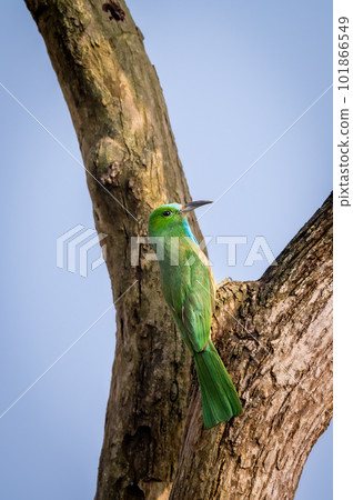 Blue bearded bee eater or Nyctyornis athertoni bird perched in dhikala zone forest of jim corbett national park uttarakhand india Blue bearded bee eater or Nyctyornis athertoni bird perched in dhikala zone forest of jim corbett national park uttarakhand india 101866549