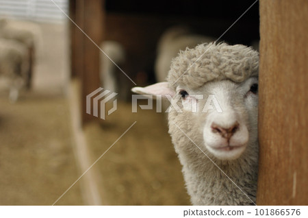 羔羊偷偷地看著這裡 101866576
