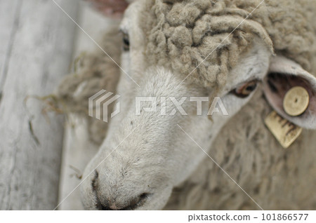 動物園 | 羊臉特寫 101866577