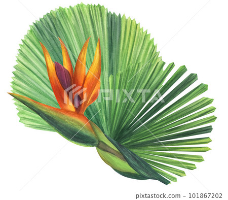 Green palm leaves Licuala strelitzia flower. Jungle tropical exotic foliage. Hand-drawn watercolor illustration isolated on white background Green palm leaves Licuala strelitzia flower. Jungle tropical exotic foliage. Hand-drawn watercolor illustration isolated on white background 101867202