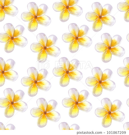 Seamless pattern Frangipani plumeria yellow flowers. Jungle tropical exotic foliage. Hand-drawn watercolor illustration isolated on white background Seamless pattern Frangipani plumeria yellow flowers. Jungle tropical exotic foliage. Hand-drawn watercolor illustration isolated on white background 101867209
