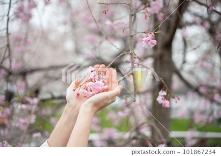 小櫻和女 101867234