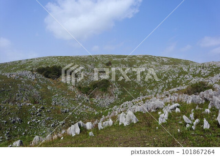 Akiyoshidai Jigokudai in Spring 101867264