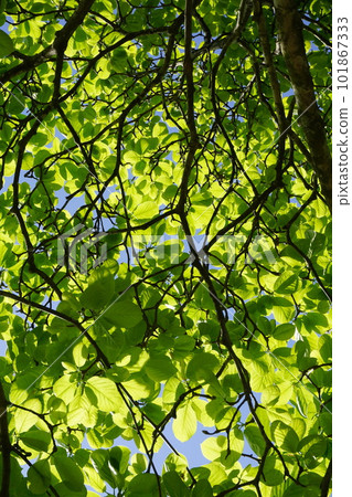 Young leaves of white magnolia seen from below 101867333