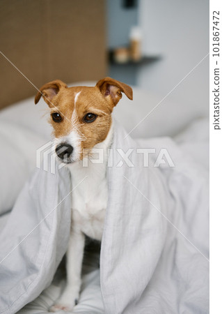 Cute dog in bedroom. Pet lies on the bed and peeks out from blanket Cute dog in bedroom. Pet lies on the bed and peeks out from blanket 101867472