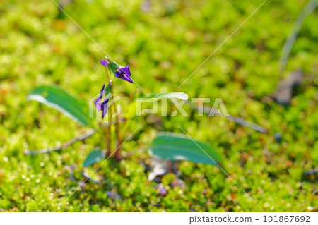 Violets blooming in green moss Violets blooming in green moss 101867692