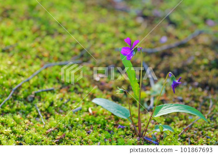 開花在綠色青苔的紫羅蘭 開花在綠色青苔的紫羅蘭 101867693