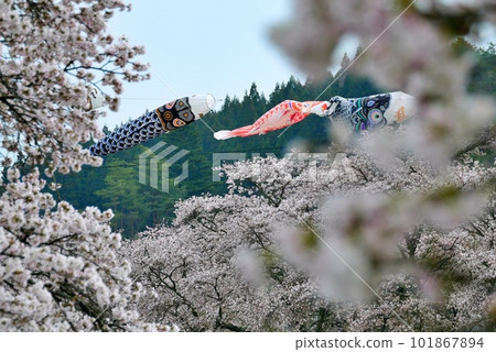 福島的夏水千櫻 福島的夏水千櫻 101867894